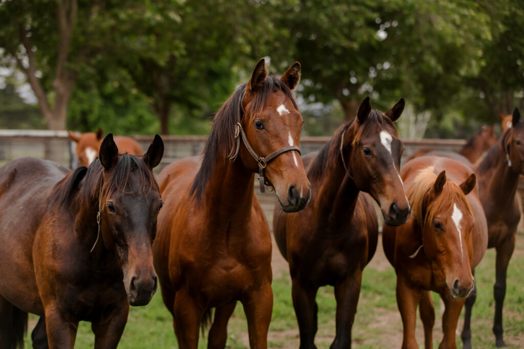 Kingfisher Farms Pasture photo