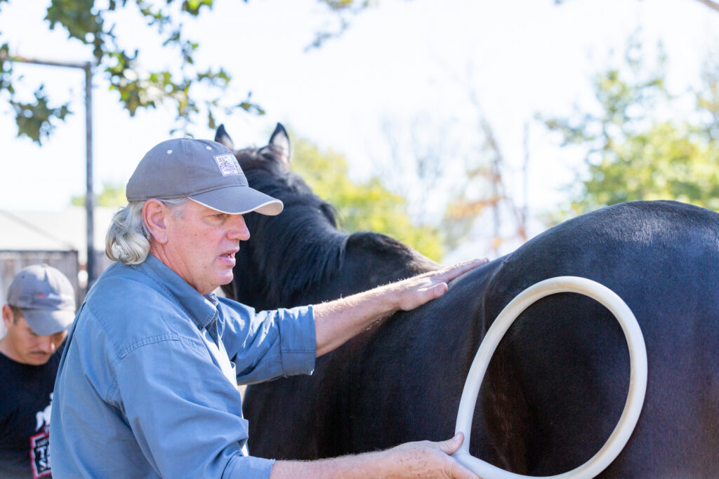 Todd chiropractor working on horse Todd Gregory, Horse Chiropractor working on a horse
