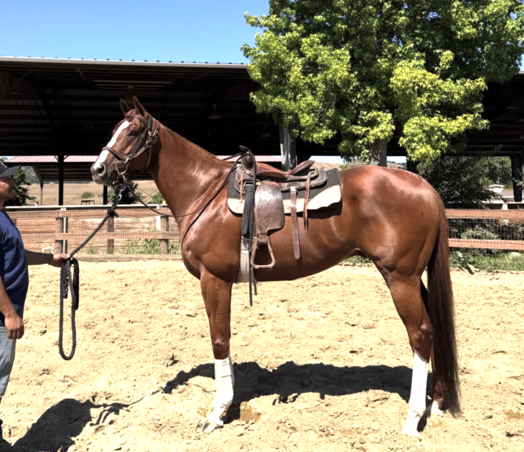 The Chosen Vron under western saddle The Chosen Vron working under saddle at KingFisher Equine Rehab and Rehome. Ambassador of the KERRI program
